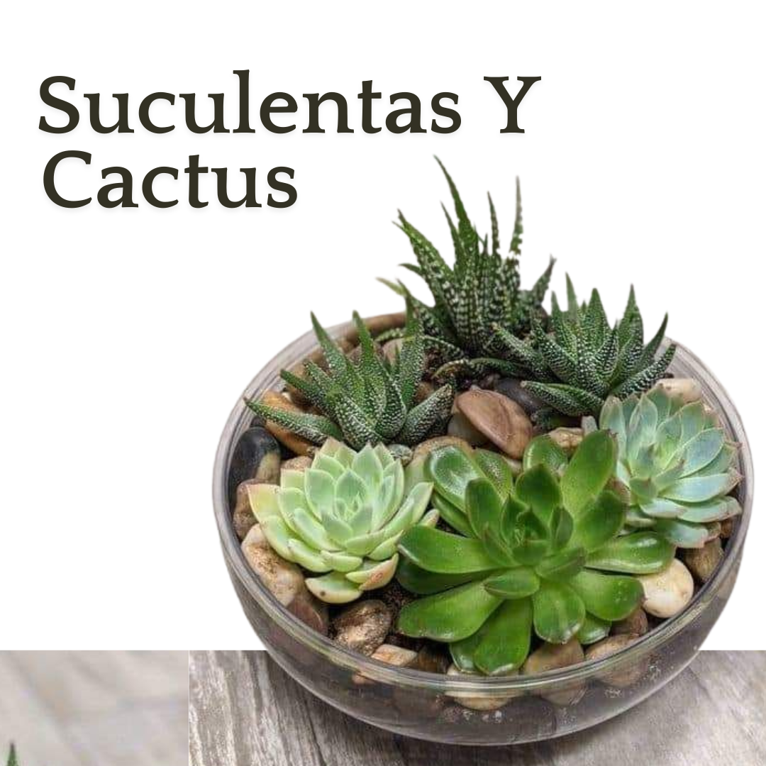 Suculentas y Cactus