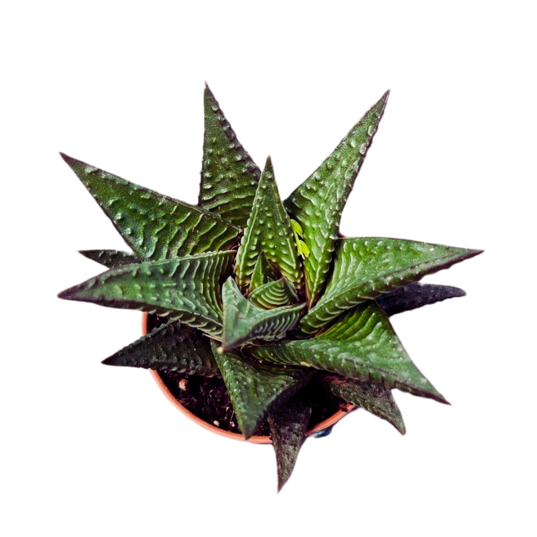 Haworthia Limifolia