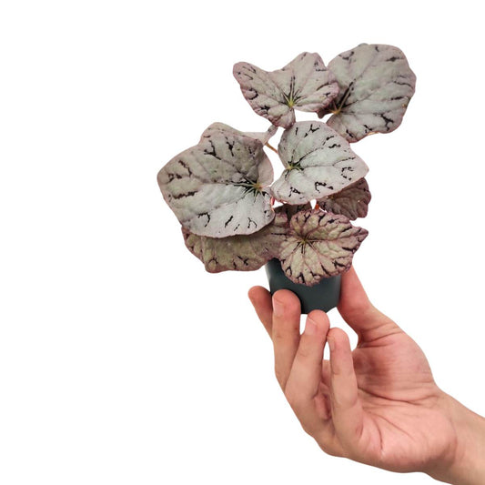 Begonia Chayo / Begonia Grey Ghost