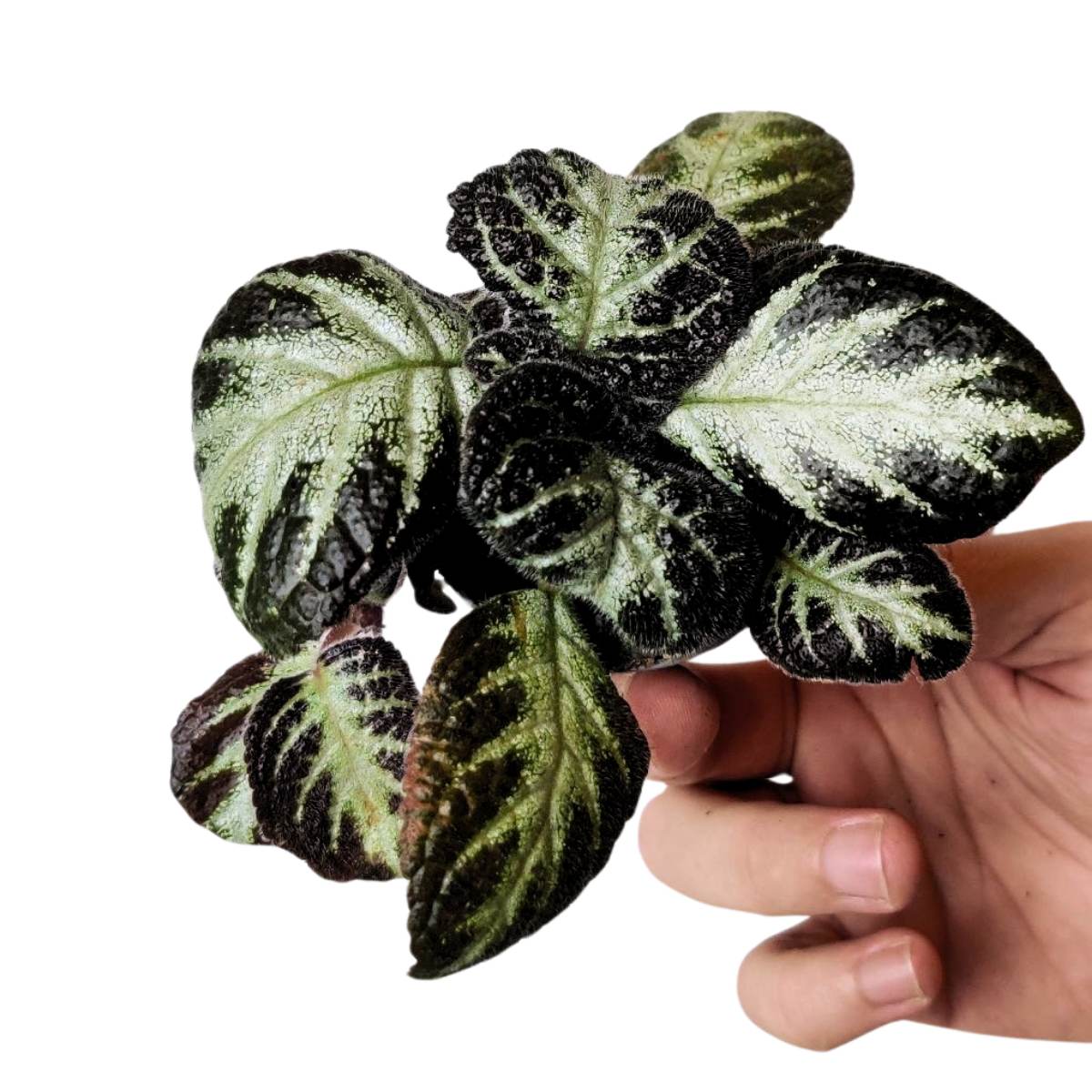 Episcia 'Silver Shield'