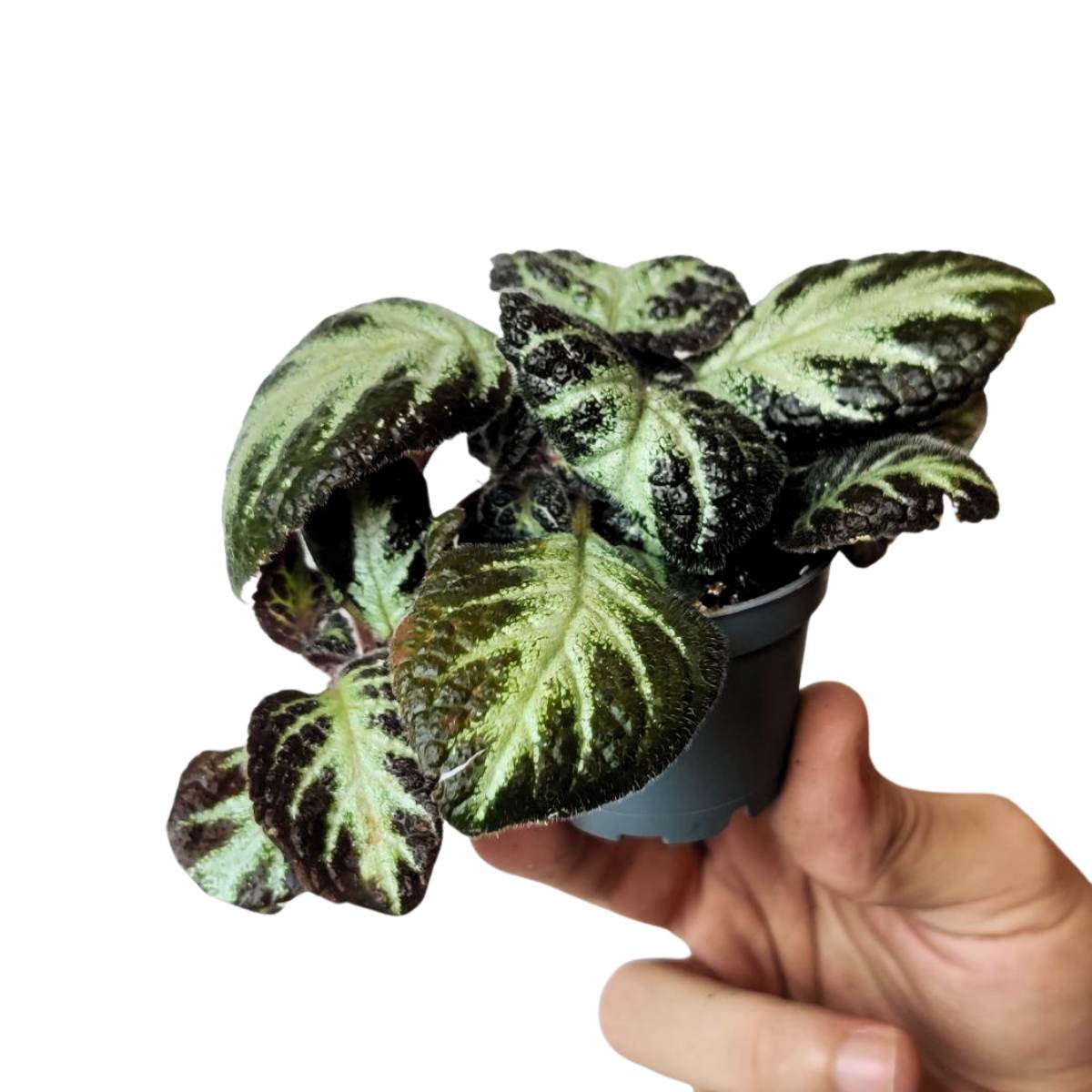 Episcia 'Silver Shield'