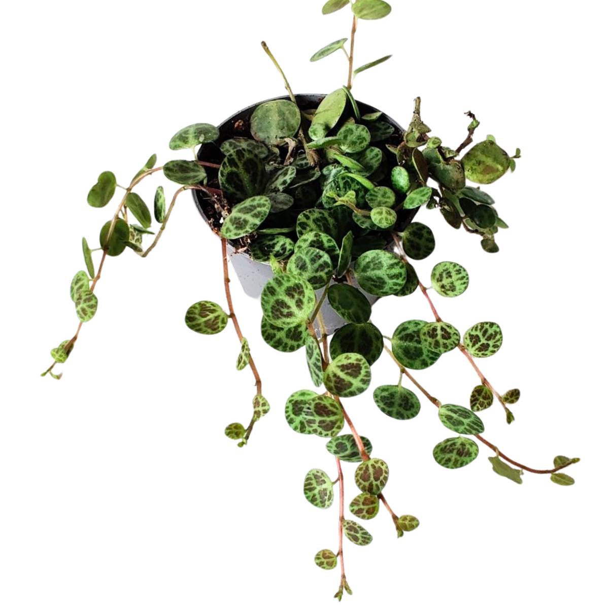 String of Turtle / Peperomia Prostrata