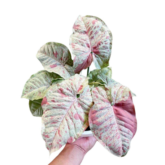 Syngonium Confetti