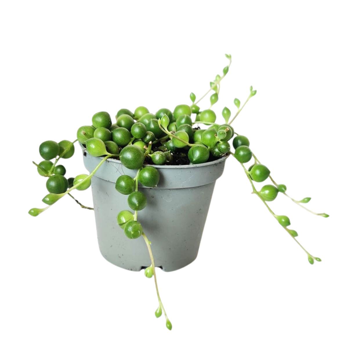 String Of Pearls / Senecio Rowleyanus