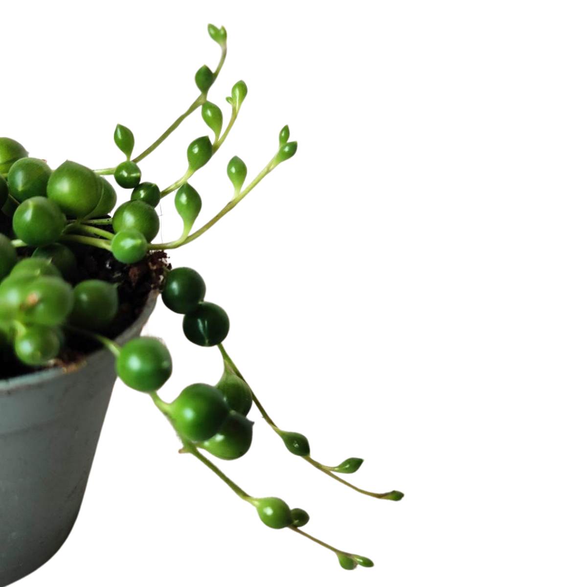 String Of Pearls / Senecio Rowleyanus