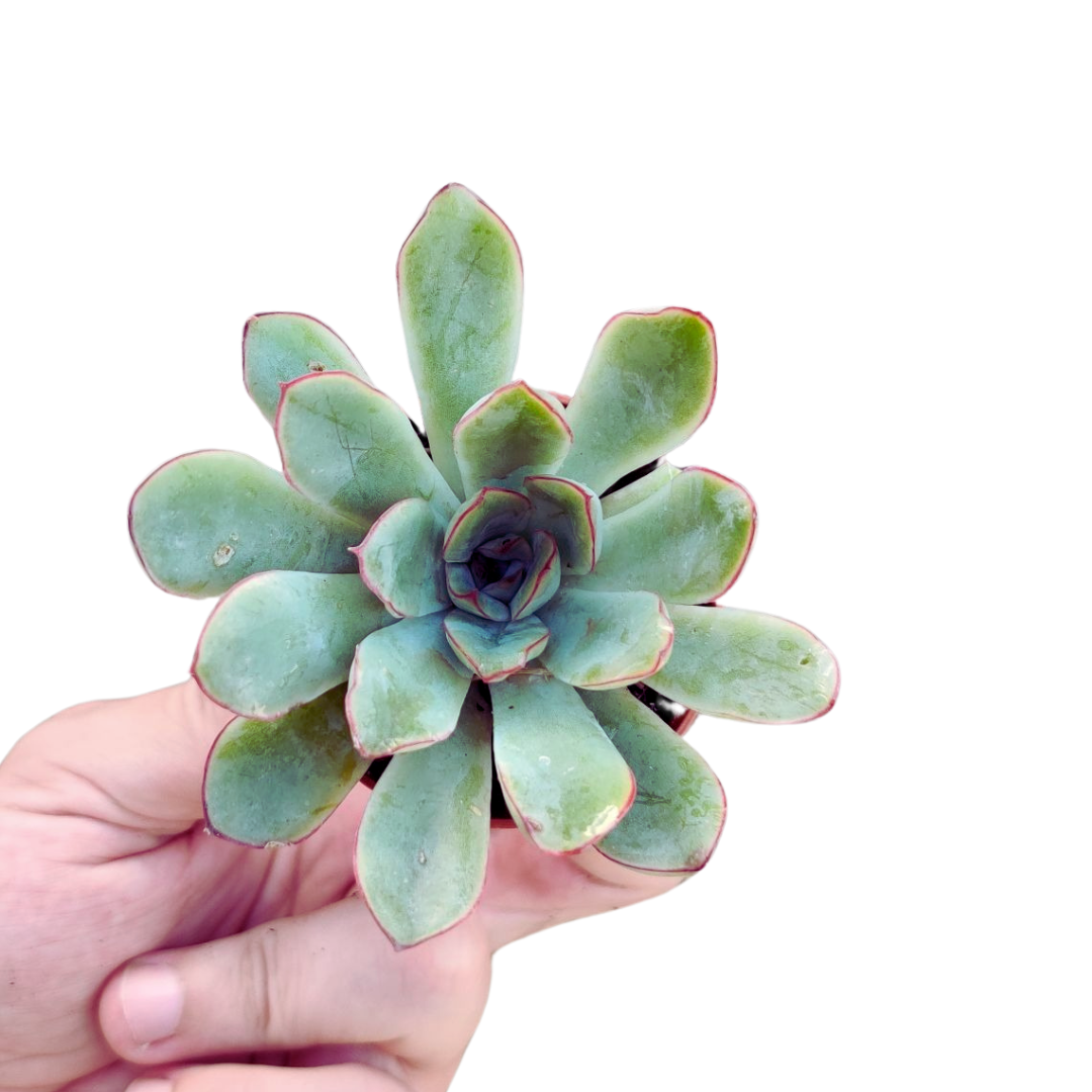 Echeveria de pulido