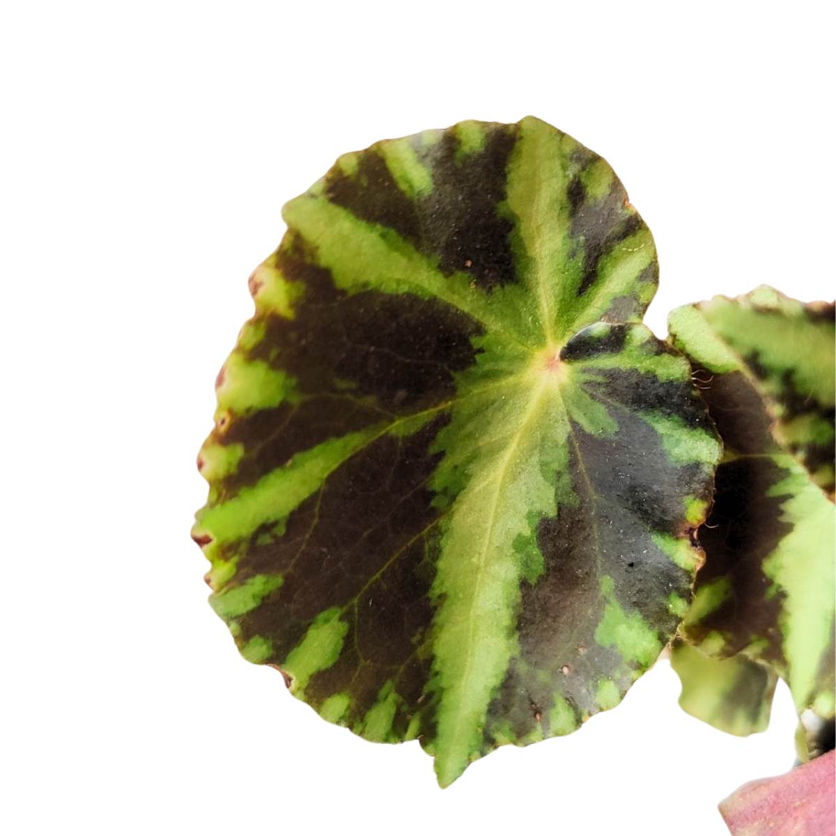 Begonia Cleopatrae