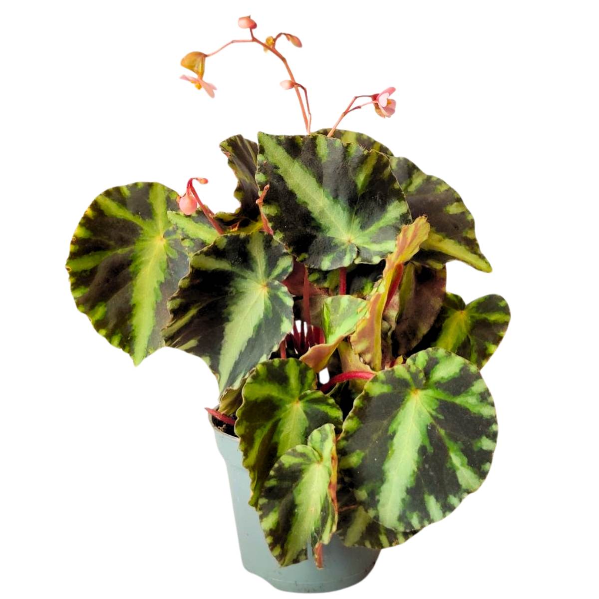 Begonia Cleopatrae