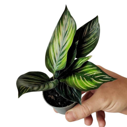 Calathea Meili