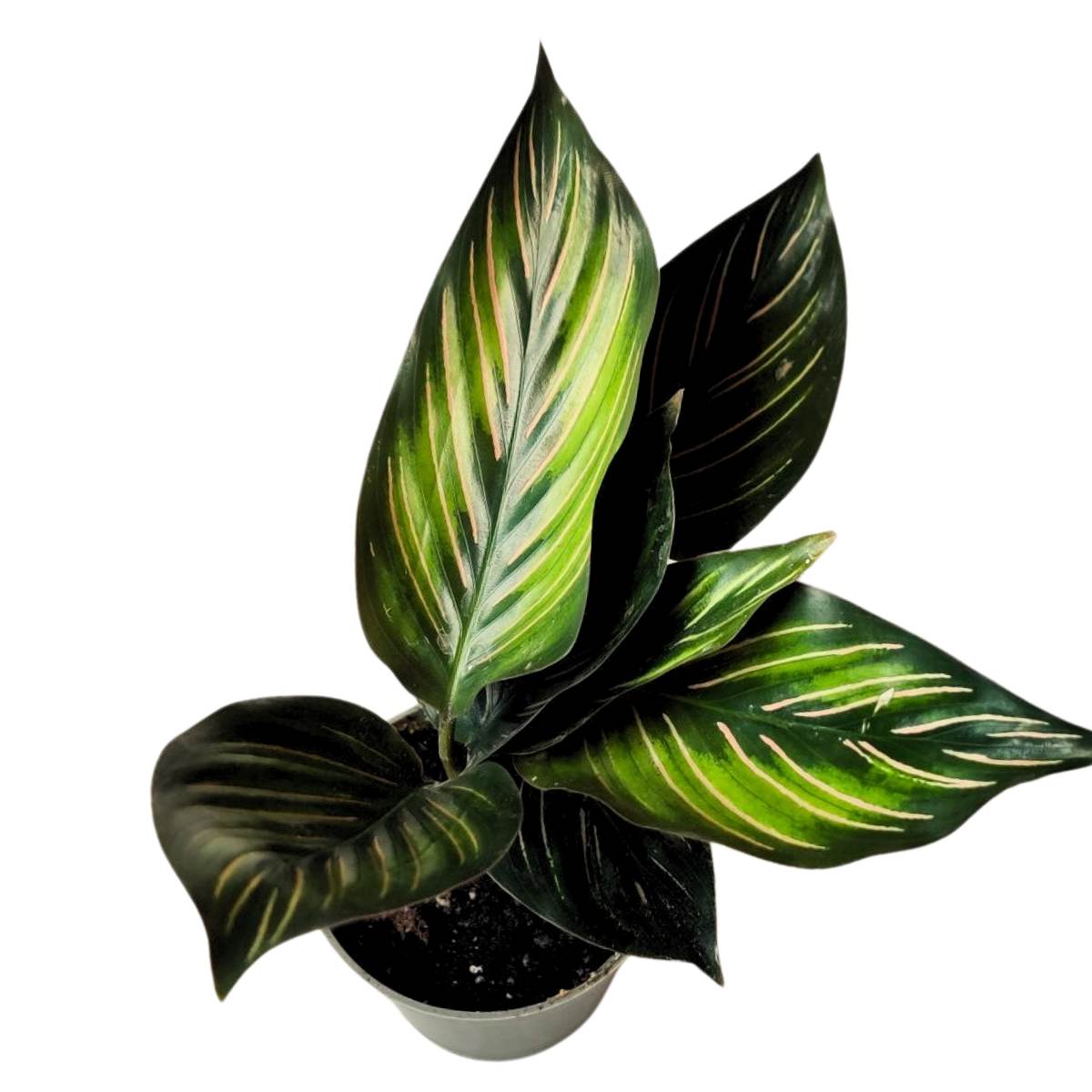 Calathea Meili