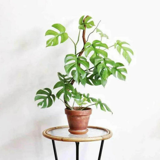 Philodendron Minima