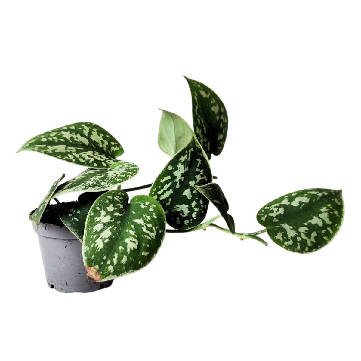 Philodendron Scandens 'Pictus'