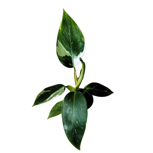 Philodendron White Princess