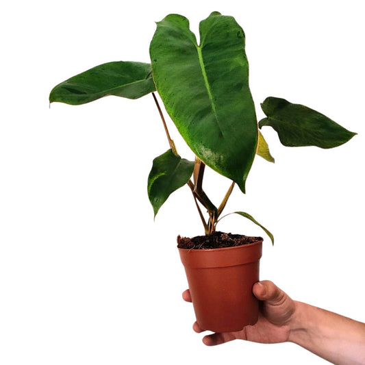 Philodendron Paraiso Verde Rare