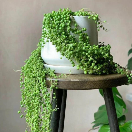 String Of Pearls / Senecio Rowleyanus