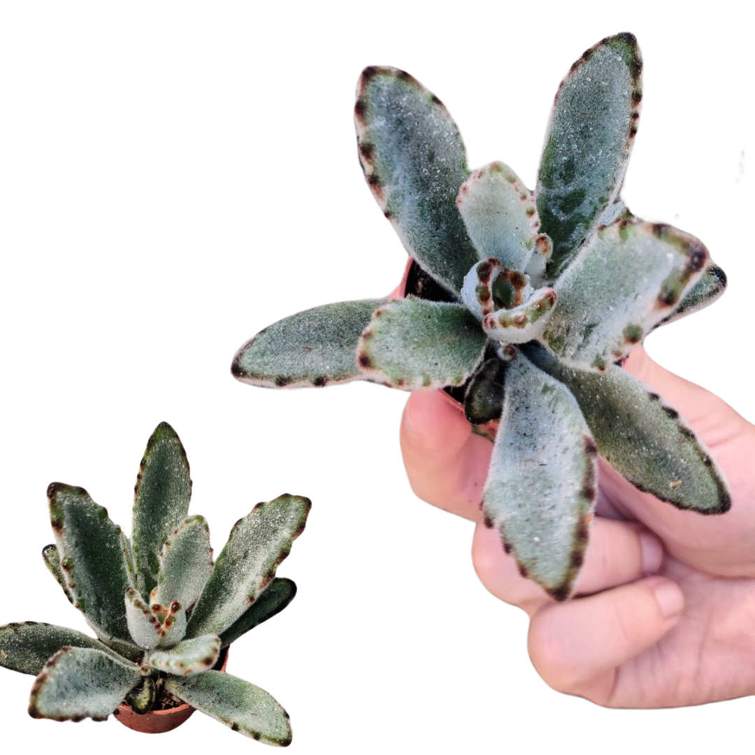 Kalanchoe Tomentosa