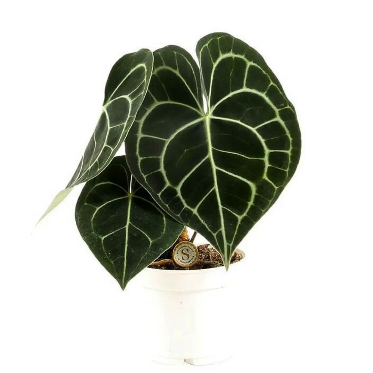 Anthurium Crystallinum Rare