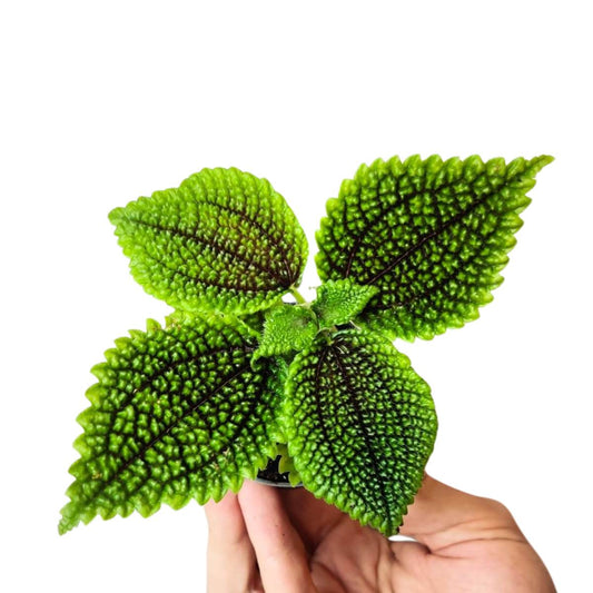 Pilea mollis 'Moon Valley'