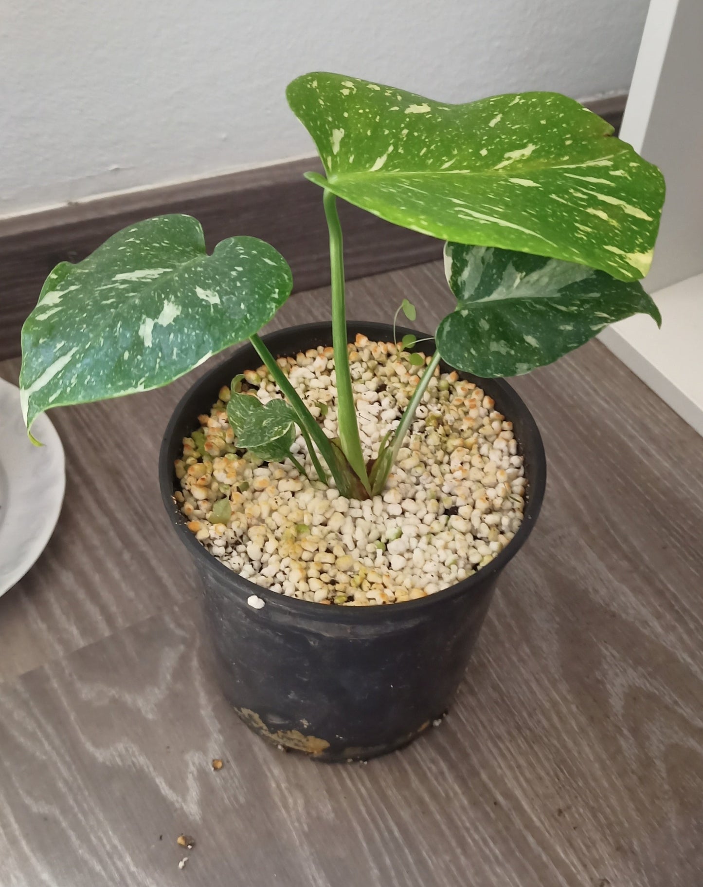 Monstera Thai Constellation