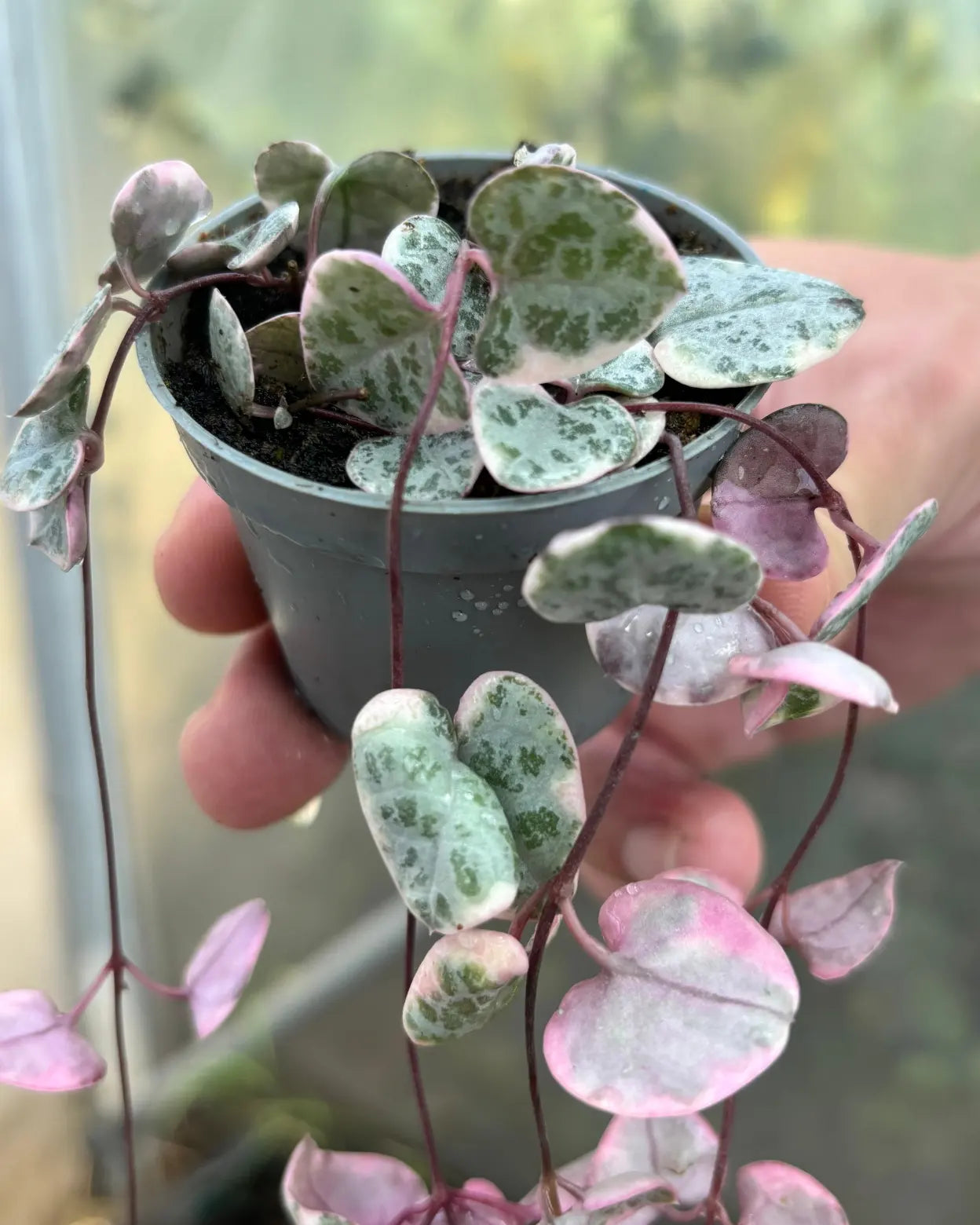 Ceropegia woodii variegata