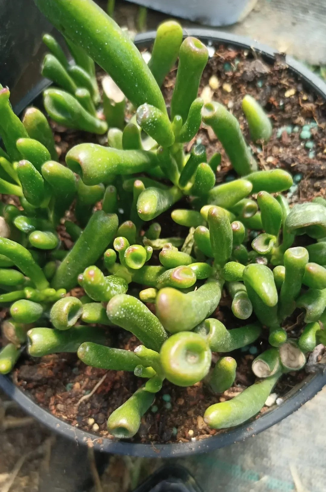 Gollum Jade