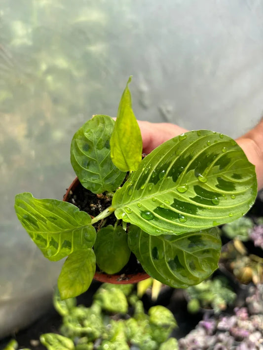 Maranta Leuconera Lemon Lime