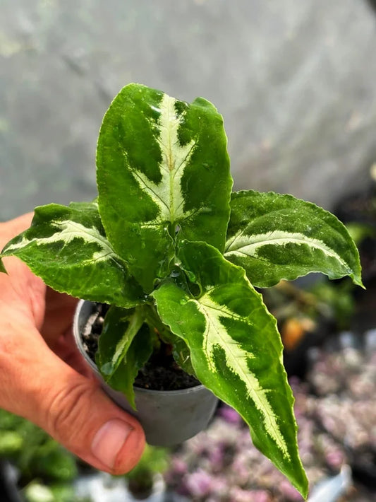 Syngonium wendlandii Goosefoot (Velvety)